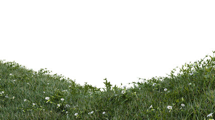 Fresh green grass flowers isolated against a transparent background PNG