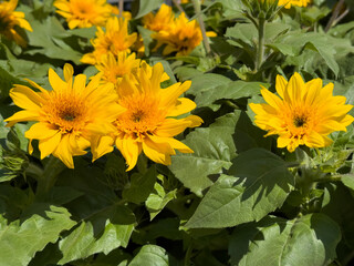 Group of yellow sunflowers with light centers in full bloom, surrounded by green leaves in bright natural sunlight.