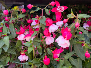 Fuchsia flowers in pink and white shades, blooming among green leaves in a garden setting.
