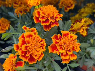 Close-up of blooming marigold (Tagetes) flowers with bright orange and red petals, in garden with green leaves.