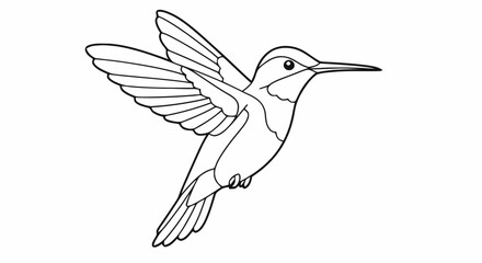 Obraz premium Hummingbird outline coloring page
