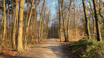 Hiking trail at Ohligser Heide natural reserve during a winter season in Solingen, North Rhine-Westphalia, Germany