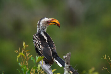 The most colorful bird of africa