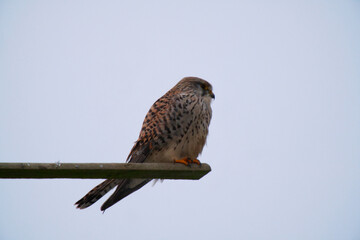 The kestrel lokking for food