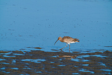 Curlew serches his food