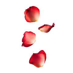 Falling red rose petals in delicate romantic composition