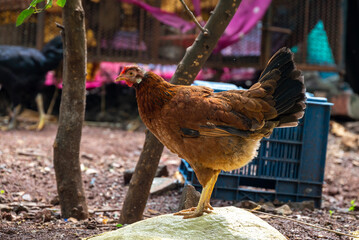 Beautiful female Hen. Chicken in the park outdoor