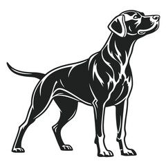 Elegant black and white image showcasing a majestic dog looking towards the sky