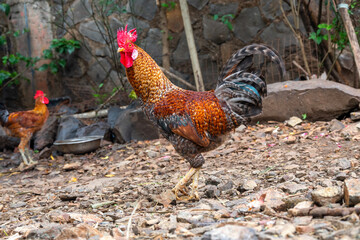 Beautiful male cock. Chicken in the park outdoor, Beautiful Male Rooster on nature background.