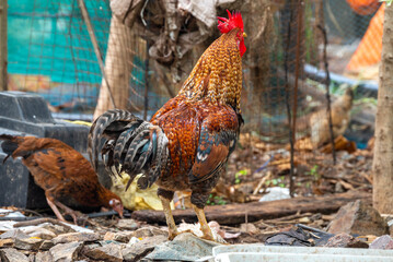 Beautiful male cock. Chicken in the park outdoor, Beautiful Male Rooster on nature background.