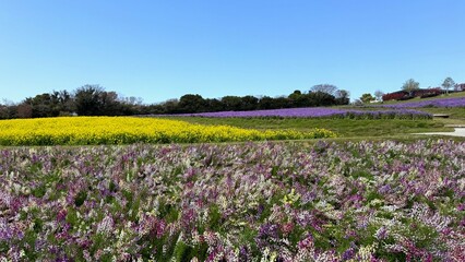 淡路島花さじきの花畑の風景
