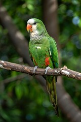 Obraz premium Monk parakeet