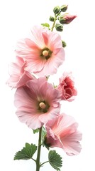 Pink hollyhock blossom flowers isolated on white