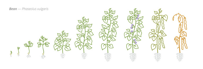 Bean Growth Stages Vector Illustration - Phaseolus vulgaris Development Cycle