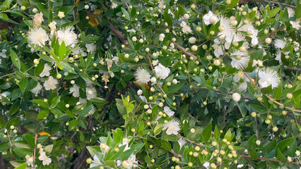 Blooming White Myrtle Flowers With Green Leaves And Buds In Natural Daylight, Full Frame Outdoor Scene, Botanical Concept, Ideal For Nature Projects, Wellness Branding, And Seasonal Visual Content