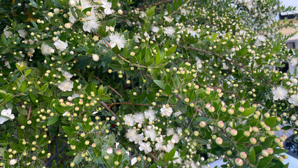 Full Frame Of White Myrtle Flowers And Buds On A Lush Green Bush In Soft Daylight, Summer Outdoor Scene, Botanical And Eco Concept, Suitable For Wellness Branding And Seasonal Visual Projects