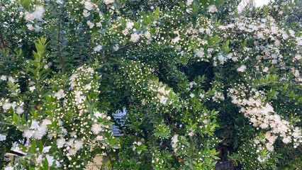 Large Blooming Myrtle Bush With White Flowers And Buds In Soft Daylight, Outdoor Summer Scene, Lush Greenery Concept, Perfect For Eco Design, Nature Branding, And Seasonal Wellness Projects