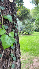 Fresh Green Ivy Leaves With Water Droplets Climbing A Tree Trunk In A Lush Garden, Natural Light, Vertical Nature Concept, Ideal For Eco Projects, Wellness Branding, And Botanical Content