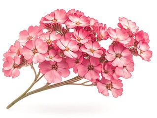 Isolated bouquet of pink yarrow flowers on white background
