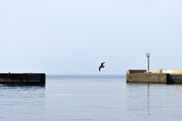 Flying bird on the sky above sea with lighthouse tower background