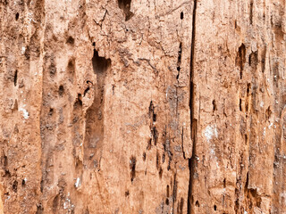 Close-Up of Weathered Rotten Wood Texture with Natural Cracks