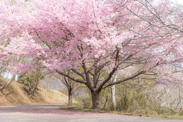 Pink Sakura tree in full bloom with falling petal on ground standing in forest