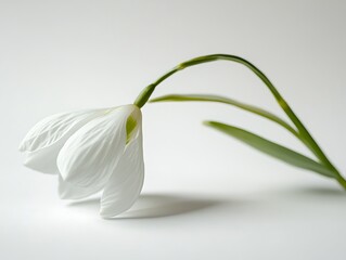 close up of a white snowdrop flower on the white floor and background