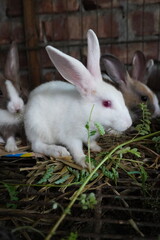 Beautiful baby Bunnies are busy eating green leaves.
