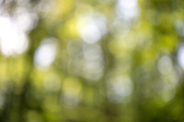 Beautiful sunny blurred tree leaves bokeh copy space background.