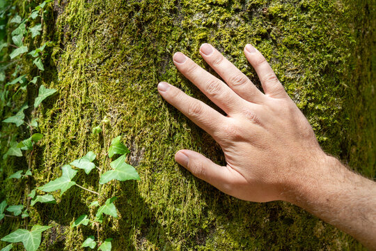 A man's hand touches a sunny beech trunk covered in moss and ivy. Concept ecoology and people. 