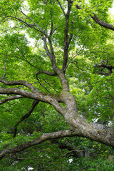 Obraz premium 青もみじと翼果が彩る日本庭園 