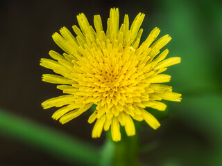 タンポポのある風景。繊細な花びらの様子のクローズアップ。