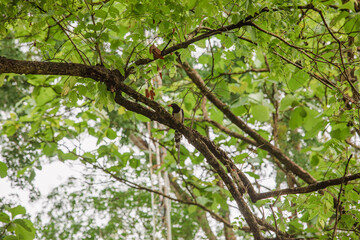 It's not a long trip to Nan