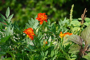 Very attractive dark orange color marigold flower, captured in the summer.