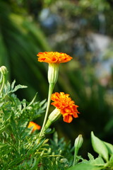 Very attractive dark orange color marigold flower, captured in the summer.
