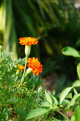 Very attractive dark orange color marigold flower, captured in the summer.