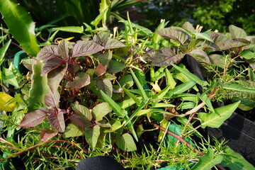 Mixed leafy  creepy vegetable plants in the roof garden. 