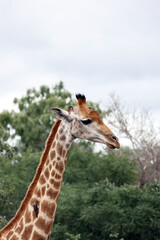Close up portrait, giraffe head side view