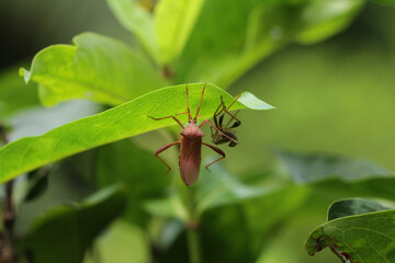 Pentatomomorpha or infraorder or seed bugs hanging on the leaf.