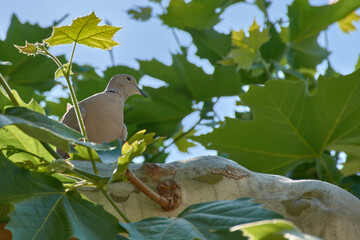 Obraz premium Wildlife, a collared dove, Streptopelia decaocto, among leaves