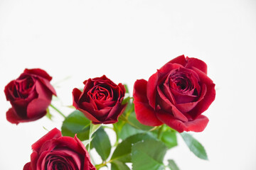 赤い薔薇