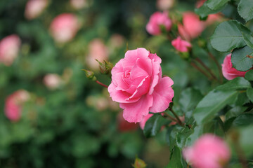 Beautifully blooming roses