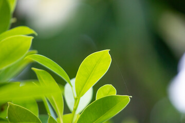 Natural plant green leaf in garden with bokeh background