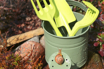 Snail crawls on watering can. Garden and Nature. Pests and tools. 