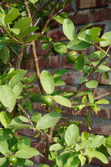 Fresh and green, small guava in the plant.