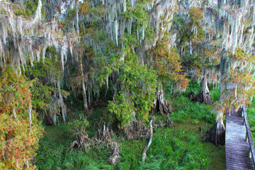 Overhead view of the swamps of central Florida