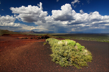 Flowers bloom amidst the rocky volcanic landscape at Craters of the Moon National Monument in Idaho