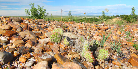 Cacti grow through a rocky landscape at Badlands National Park of South Dakota
