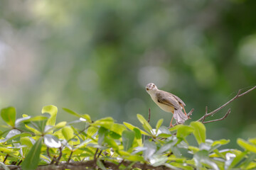 sparrow on a branch