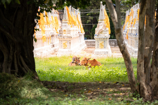two cow laying in front of tomb